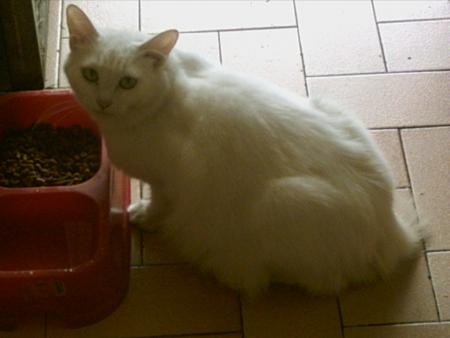 MON CHAT